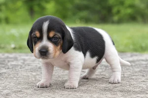 Treeing Walker Coonhound — young puppy (~1 mo)