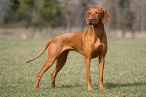 Vizsla — adult