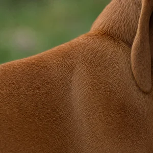 Vizsla — coat texture
