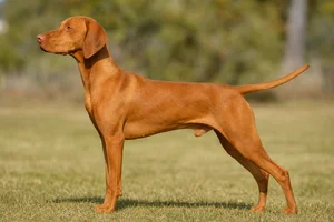 Vizsla — Golden Rust coat