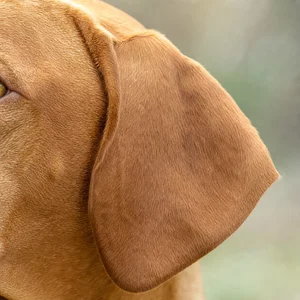Vizsla — ears