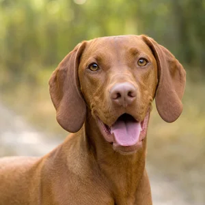Vizsla — happy