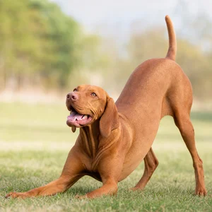 Vizsla — playful
