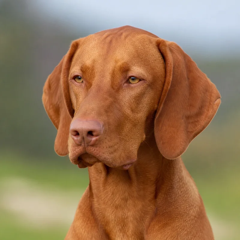 Vizsla — relaxed
