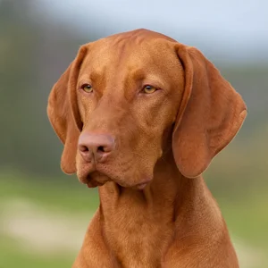 Vizsla — relaxed