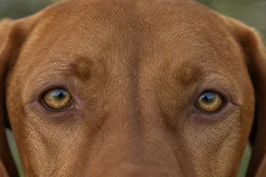 Vizsla — eyes