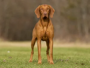 Vizsla — front