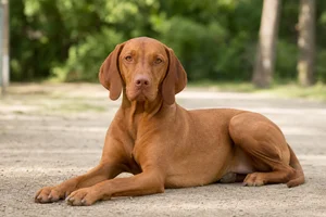 Vizsla — lying down