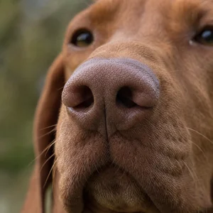 Vizsla — nose