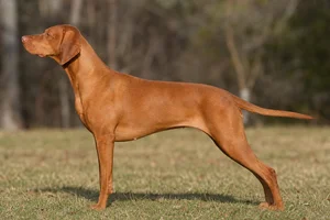 Vizsla dog