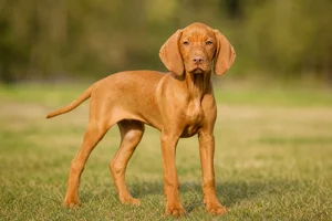 Vizsla — puppy (~4 mo)