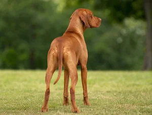 Vizsla — rear