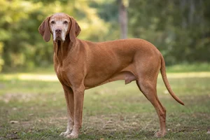 Vizsla — senior