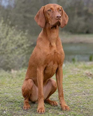 Vizsla — sitting
