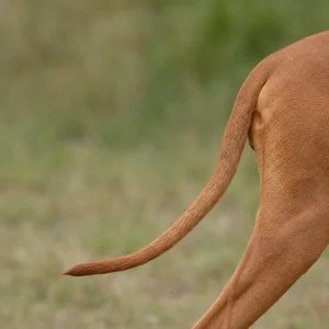 Vizsla — tail