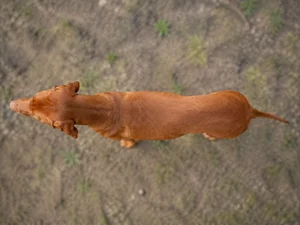Vizsla — top