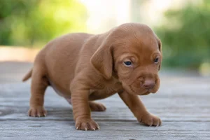 Vizsla — young puppy (~1 mo)