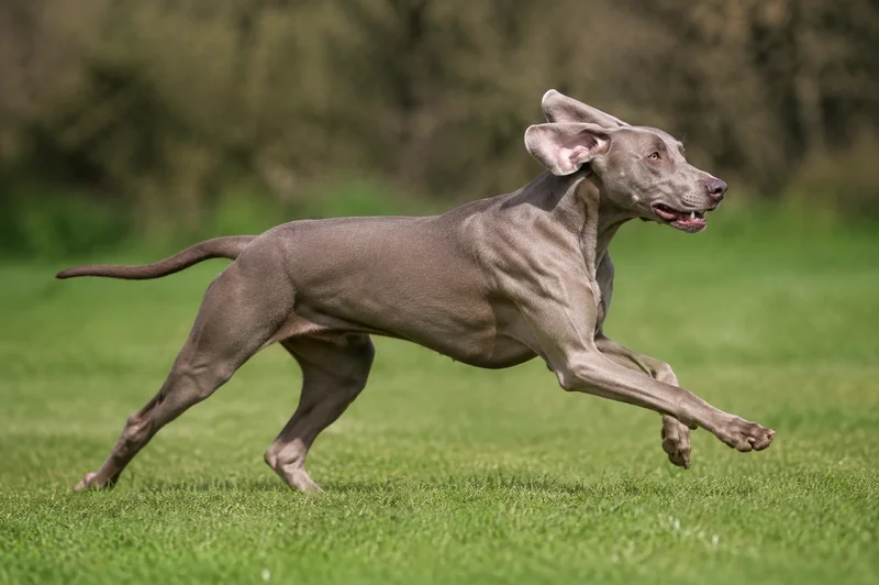 Weimaraner — running