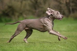 Weimaraner — running