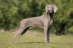 Weimaraner — adult