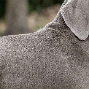 Weimaraner — coat texture