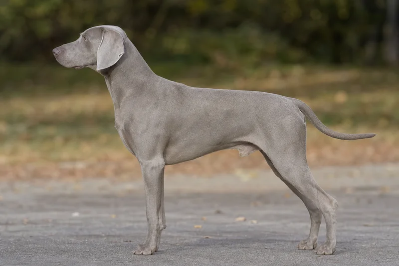 Weimaraner — silver-gray coat