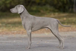 Weimaraner — silver-gray coat