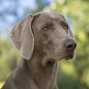 Weimaraner — relaxed