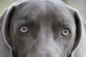 Weimaraner — eyes