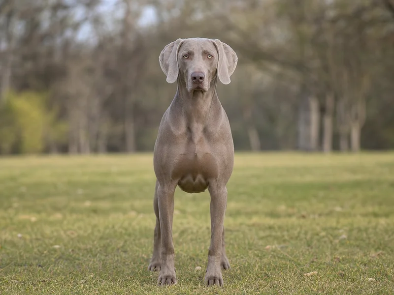 Weimaraner — front
