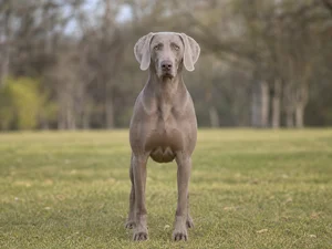 Weimaraner — front