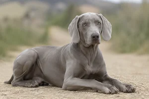 Weimaraner — lying down
