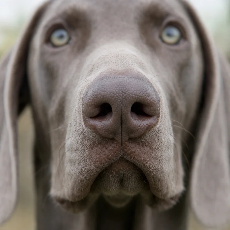Weimaraner — nose