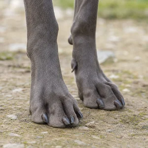 Weimaraner — paws