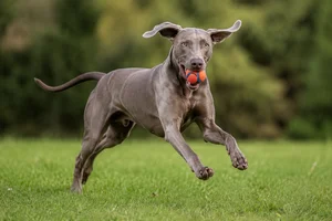 Weimaraner — playing