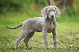 Weimaraner — puppy (~4 mo)