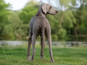 Weimaraner — rear