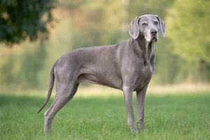 Weimaraner — senior