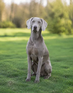 Weimaraner — sitting