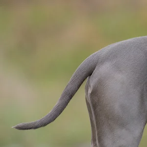 Weimaraner — tail