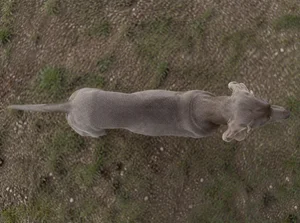 Weimaraner — top