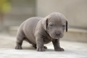 Weimaraner — young puppy (~1 mo)