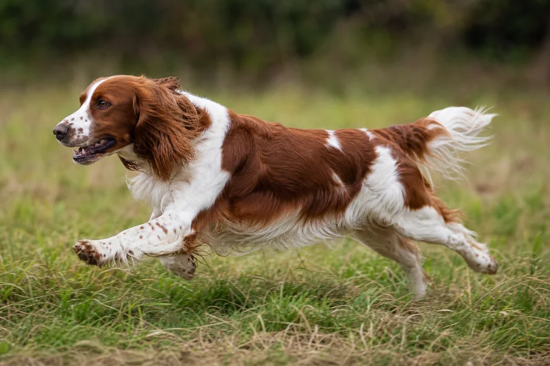 Welsh Springer Spaniel — running