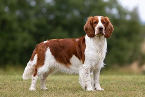 Welsh Springer Spaniel — adult