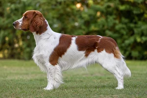Welsh Springer Spaniel — Red and white coat