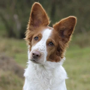 Welsh Springer Spaniel — alert