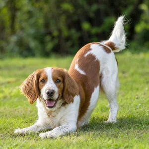 Welsh Springer Spaniel — playful