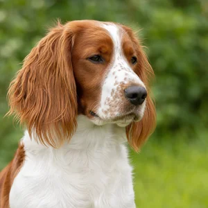 Welsh Springer Spaniel — relaxed