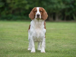 Welsh Springer Spaniel — front