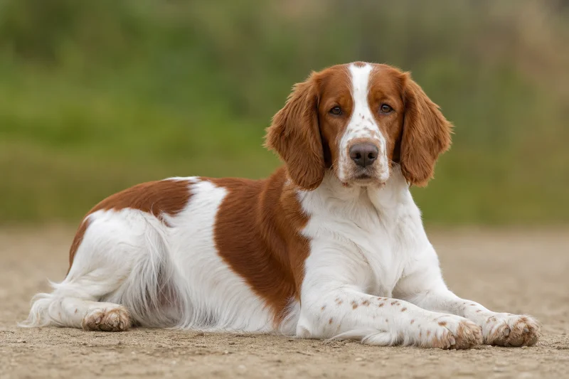 Welsh Springer Spaniel — lying down